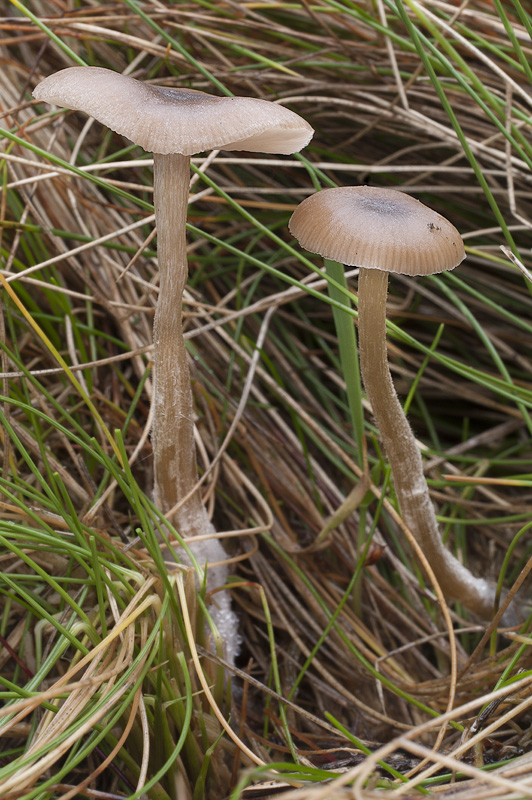 Entoloma vinaceum